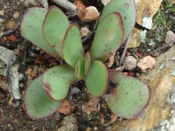 Crassula nudicaulis var. platyphylla